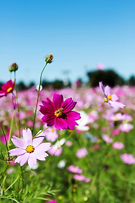 포토 JPG 주간 식물 동물 계절 꽃 분홍색 컬러 곤충 백그라운드 꽃밭 자연 풍경 초원 사람없음 야외 아웃포커스 가을풍경 보라색 가을 충청남도 벌 코스모스 충청도 국내포토 자연요소 한국 촬영기법 생태계 파일형식 가을_계절