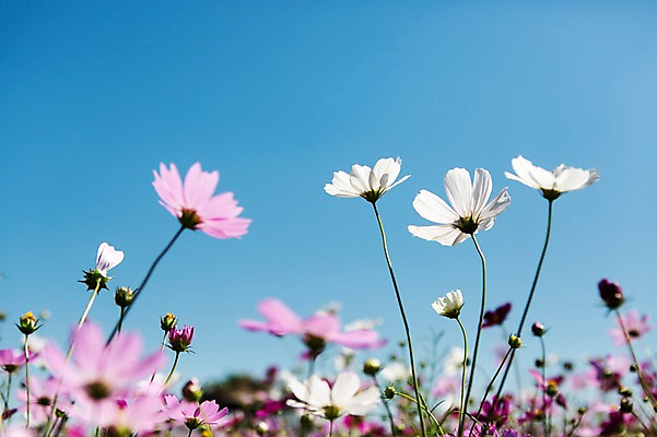 포토 JPG 주간 식물 계절 꽃 분홍색 컬러 백그라운드 꽃밭 자연 하늘 풍경 사람없음 야외 아웃포커스 가을풍경 가을 흰색 충청남도 코스모스 충청도 국내포토 자연요소 한국 촬영기법 생태계 파일형식 가을_계절
