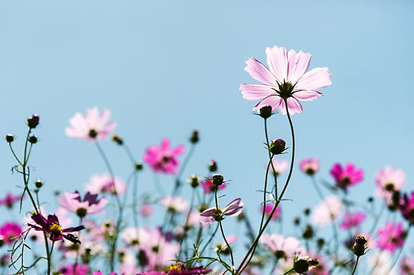 포토 JPG 주간 식물 계절 꽃 분홍색 컬러 백그라운드 꽃밭 자연 하늘 풍경 사람없음 야외 아웃포커스 가을풍경 보라색 가을 충청남도 코스모스 충청도 국내포토 자연요소 한국 촬영기법 생태계 파일형식 가을_계절