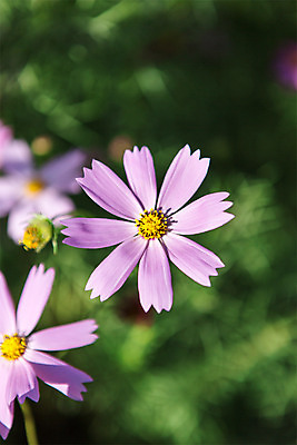 포토 JPG 주간 계절 꽃잎 꽃 분홍색 컬러 백그라운드 자연 풍경 근접촬영 사람없음 야외 아웃포커스 가을풍경 가을 충청남도 코스모스 충청도 국내포토 자연요소 식물 뷰포인트 한국 촬영기법 생태계 파일형식 가을_계절