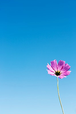 포토 JPG 주간 계절 꽃잎 꽃 분홍색 컬러 백그라운드 한송이 자연 하늘 풍경 사람없음 야외 가을풍경 가을 충청남도 코스모스 충청도 국내포토 자연요소 식물 1 한국 생태계 송이 파일형식 가을_계절