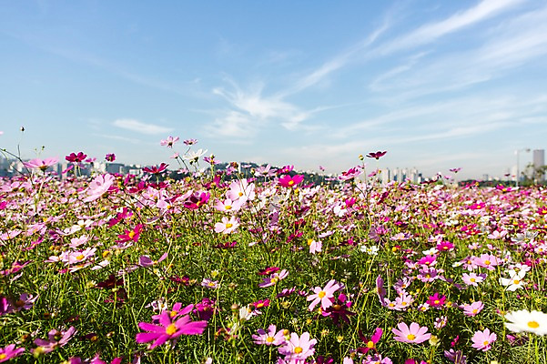 포토 JPG 주간 식물 계절 꽃 분홍색 컬러 백그라운드 꽃밭 자연 하늘 풍경 초원 사람없음 야외 아웃포커스 가을풍경 보라색 가을 충청남도 코스모스 충청도 국내포토 자연요소 한국 촬영기법 생태계 파일형식 가을_계절