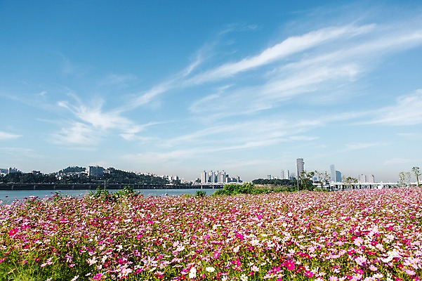 포토 JPG 주간 식물 구름 건축물 계절 꽃 백그라운드 꽃밭 자연 하늘 풍경 초원 사람없음 야외 건물 강 가을풍경 가을 충청남도 코스모스 충청도 가교 국내포토 자연요소 건축 한국 생태계 파일형식 가을_계절
