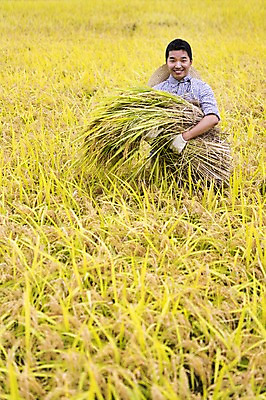 포토 JPG 주간 직업 계절 남자 장갑 백그라운드 농업 자연 한명 서기 웃음 들기 사람 동양인 풍경 상반신 성인 야외 30대 농작물 청춘 가을풍경 농사 한국인 수확 벼 가을 볏짚 농부 충청남도 충청도 벼농사 벼이삭 성인남자한명만 장년만 장년남자만 장년남자한명만 소상공인 국내포토 자연요소 1 잡화 산업 컨셉 모션 곡류 한국 표정 인종 장년 경제 짚 상인 생태계 이삭 남자만 남자한명만 성인남자만 성인만 파일형식 가을_계절