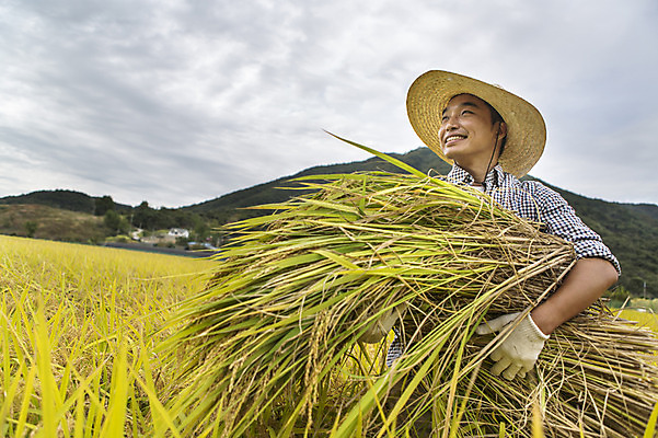 포토 JPG 주간 직업 모자 계절 남자 장갑 농업 자연 산 한명 서기 웃음 들기 사람 동양인 풍경 상반신 성인 야외 30대 농작물 청춘 가을풍경 농사 한국인 수확 벼 가을 볏짚 농부 충청남도 충청도 벼농사 벼이삭 성인남자한명만 장년만 장년남자만 장년남자한명만 소상공인 국내포토 자연요소 1 잡화 산업 컨셉 모션 곡류 한국 표정 인종 장년 경제 짚 상인 생태계 이삭 남자만 남자한명만 성인남자만 성인만 파일형식 가을_계절