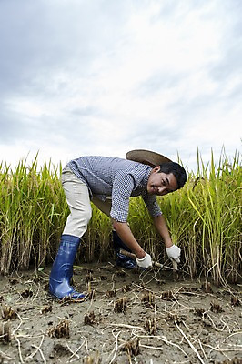 포토 JPG 주간 전신 직업 모자 계절 남자 장갑 농업 자연 장화 한명 서기 웃음 들기 사람 동양인 풍경 성인 야외 30대 농작물 청춘 가을풍경 농사 한국인 수확 벼 가을 농부 충청남도 농기구 충청도 벼농사 벼이삭 낫 성인남자한명만 장년만 장년남자만 장년남자한명만 소상공인 국내포토 자연요소 1 잡화 산업 신발 컨셉 모션 곡류 한국 표정 인종 장년 경제 상인 생태계 이삭 남자만 남자한명만 성인남자만 성인만 파일형식 가을_계절