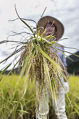포토 JPG 주간 직업 계절 남자 장갑 농업 자연 한명 서기 웃음 들기 사람 풍경 상반신 성인 야외 아웃포커스 30대 농작물 청춘 가을풍경 농사 한국인 수확 벼 가을 볏짚 농부 충청남도 충청도 벼농사 벼이삭 성인남자한명만 장년만 장년남자만 장년남자한명만 소상공인 국내포토 자연요소 1 잡화 산업 컨셉 모션 곡류 한국 촬영기법 표정 동양인 장년 경제 짚 상인 생태계 이삭 남자만 남자한명만 성인남자만 성인만 파일형식 가을_계절