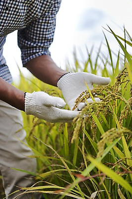 포토 JPG 주간 손 계절 남자 장갑 농업 자연 한명 서기 들기 사람 풍경 상반신 성인 야외 신체부위 농작물 가을풍경 농사 수확 벼 가을 충청남도 충청도 벼농사 벼이삭 국내포토 자연요소 1 잡화 산업 모션 곡류 한국 생태계 이삭 파일형식 가을_계절