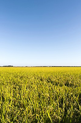 포토 JPG 주간 계절 백그라운드 농업 자연 하늘 논 풍경 사람없음 야외 농작물 가을풍경 농사 벼 가을 충청남도 충청도 벼농사 국내포토 자연요소 산업 곡류 한국 생태계 파일형식 가을_계절