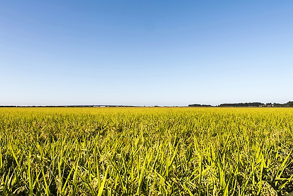 포토 JPG 주간 계절 백그라운드 농업 자연 하늘 논 풍경 사람없음 야외 농작물 가을풍경 농사 벼 가을 충청남도 충청도 벼농사 벼이삭 국내포토 자연요소 산업 곡류 한국 생태계 이삭 파일형식 가을_계절