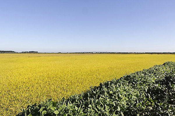 포토 JPG 주간 계절 백그라운드 농업 자연 하늘 논 풍경 사람없음 야외 농작물 가을풍경 농사 벼 가을 충청남도 충청도 벼농사 벼이삭 국내포토 자연요소 산업 곡류 한국 생태계 이삭 파일형식 가을_계절