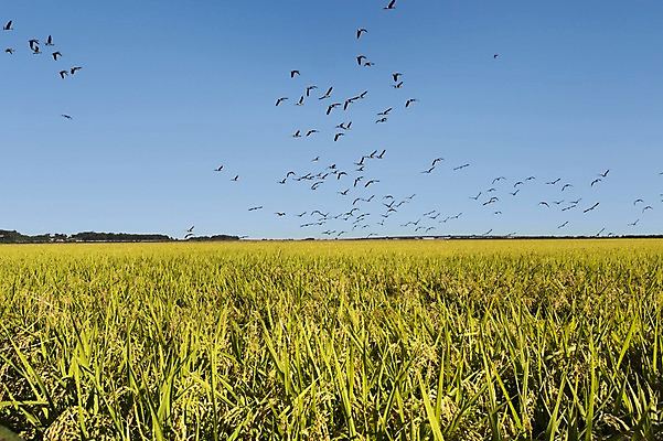 포토 JPG 주간 동물 계절 백그라운드 농업 자연 조류 하늘 논 풍경 사람없음 야외 농작물 가을풍경 농사 벼 가을 충청남도 충청도 벼농사 벼이삭 국내포토 자연요소 산업 곡류 한국 생태계 이삭 파일형식 가을_계절