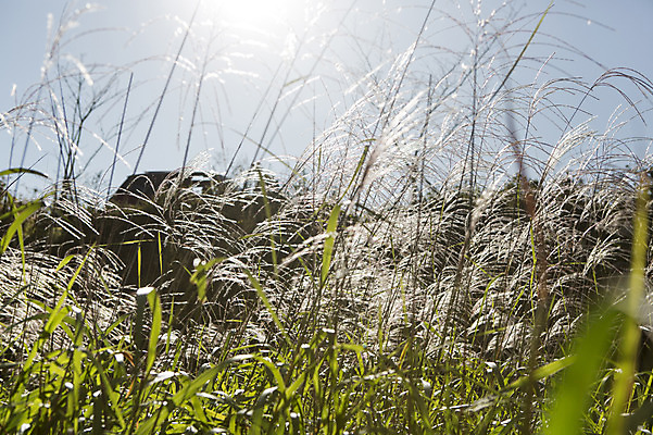 포토 JPG 주간 식물 계절 백그라운드 자연 하늘 갈대 풍경 사람없음 야외 햇빛 태양 반사 가을풍경 가을 충청남도 갈대밭 충청도 국내포토 자연요소 한국 생태계 파일형식 가을_계절 갈대_식물