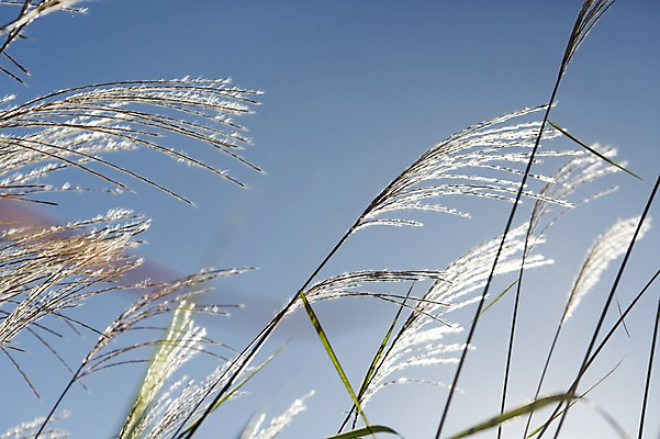 포토 JPG 주간 식물 계절 백그라운드 자연 하늘 갈대 풍경 사람없음 야외 가을풍경 가을 풀 충청남도 갈대밭 충청도 국내포토 자연요소 한국 생태계 파일형식 가을_계절 갈대_식물