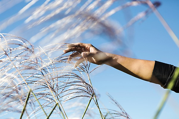 포토 JPG 주간 식물 손 계절 배경화면 백그라운드 자연 한손 갈대 한명 사람 풍경 야외 아웃포커스 신체부위 가을풍경 가을 풀 충청남도 갈대밭 충청도 국내포토 자연요소 1 한국 촬영기법 생태계 파일형식 가을_계절 갈대_식물