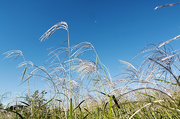 포토 JPG 주간 식물 계절 배경화면 백그라운드 자연 하늘 갈대 풍경 사람없음 야외 아웃포커스 가을풍경 가을 풀 충청남도 갈대밭 충청도 국내포토 자연요소 한국 촬영기법 생태계 파일형식 가을_계절 갈대_식물