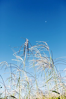 포토 JPG 주간 식물 계절 백그라운드 자연 하늘 갈대 풍경 사람없음 야외 아웃포커스 가을풍경 가을 풀 충청남도 갈대밭 충청도 국내포토 자연요소 한국 촬영기법 생태계 파일형식 가을_계절 갈대_식물