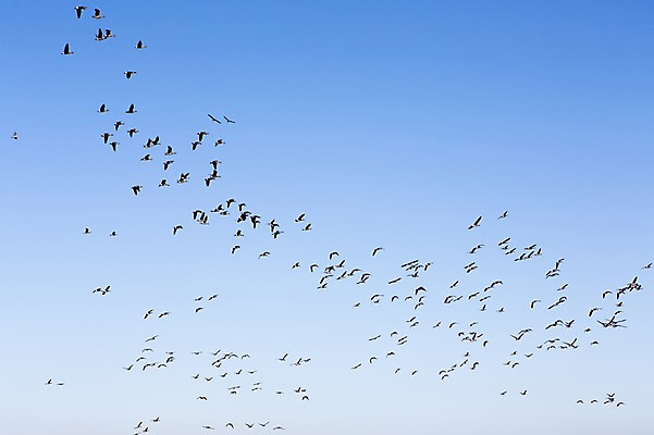포토 JPG 주간 동물 계절 백그라운드 자연 조류 하늘 풍경 사람없음 야외 가을풍경 가을 충청남도 충청도 철새 국내포토 자연요소 한국 생태계 파일형식 가을_계절