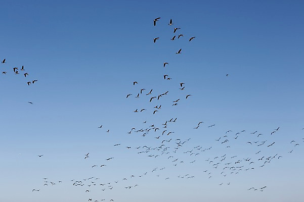 포토 JPG 주간 동물 계절 백그라운드 자연 조류 하늘 풍경 사람없음 야외 가을풍경 가을 충청남도 충청도 철새 국내포토 자연요소 한국 생태계 파일형식 가을_계절