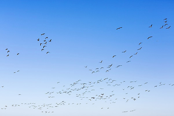 포토 JPG 주간 동물 계절 백그라운드 자연 조류 하늘 풍경 사람없음 야외 가을풍경 가을 충청남도 충청도 철새 국내포토 자연요소 한국 생태계 파일형식 가을_계절