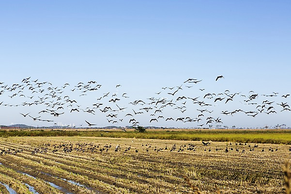 포토 JPG 주간 동물 계절 백그라운드 자연 조류 하늘 논 풍경 사람없음 야외 농작물 가을풍경 농사 가을 충청남도 충청도 철새 국내포토 자연요소 농업 한국 생태계 파일형식 가을_계절