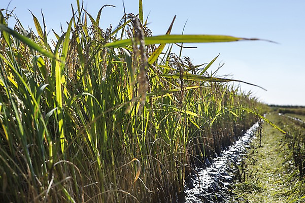 포토 JPG 주간 계절 백그라운드 농업 자연 논 풍경 사람없음 야외 아웃포커스 농작물 가을풍경 농사 벼 가을 충청남도 충청도 벼농사 국내포토 자연요소 산업 곡류 한국 촬영기법 생태계 파일형식 가을_계절