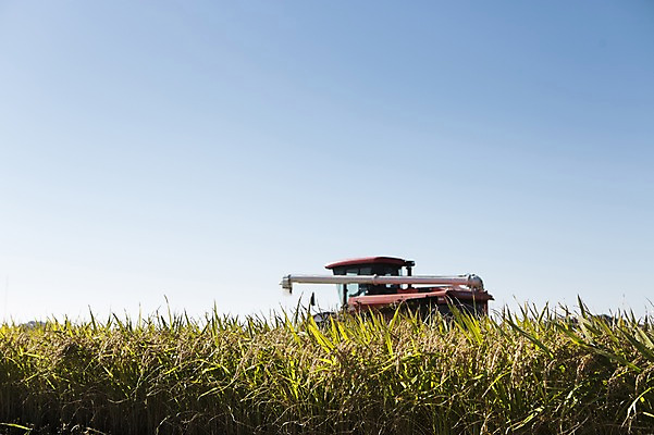 포토 JPG 주간 계절 백그라운드 농업 자연 하늘 논 풍경 사람없음 야외 농작물 가을풍경 농사 벼 가을 충청남도 농기구 충청도 벼농사 벼이삭 콤바인 국내포토 자연요소 산업 곡류 한국 생태계 이삭 파일형식 가을_계절