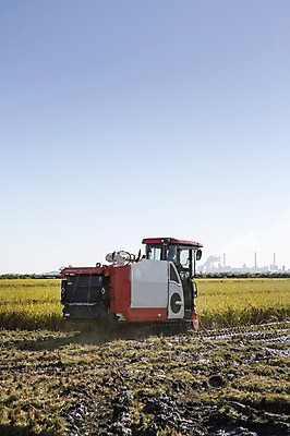 포토 JPG 주간 계절 농업 자연 하늘 논 풍경 사람없음 야외 농작물 가을풍경 농사 벼 가을 충청남도 농기구 충청도 벼농사 벼이삭 콤바인 국내포토 자연요소 산업 곡류 한국 생태계 이삭 파일형식 가을_계절