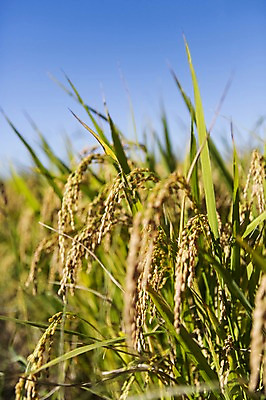 포토 JPG 주간 계절 백그라운드 농업 자연 풍경 근접촬영 사람없음 야외 아웃포커스 농작물 가을풍경 농사 벼 가을 충청남도 충청도 벼농사 벼이삭 국내포토 자연요소 산업 뷰포인트 곡류 한국 촬영기법 생태계 이삭 파일형식 가을_계절