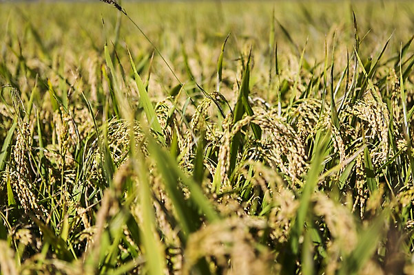 포토 JPG 주간 계절 백그라운드 농업 자연 풍경 사람없음 야외 아웃포커스 농작물 가을풍경 농사 벼 가을 충청남도 충청도 벼농사 벼이삭 국내포토 자연요소 산업 곡류 한국 촬영기법 생태계 이삭 파일형식 가을_계절