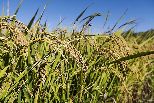 포토 JPG 주간 계절 백그라운드 농업 자연 풍경 근접촬영 사람없음 야외 아웃포커스 농작물 가을풍경 농사 벼 가을 충청남도 충청도 벼농사 벼이삭 국내포토 자연요소 산업 뷰포인트 곡류 한국 촬영기법 생태계 이삭 파일형식 가을_계절
