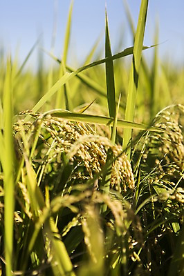 포토 JPG 주간 계절 백그라운드 농업 자연 풍경 근접촬영 사람없음 야외 아웃포커스 농작물 가을풍경 농사 벼 가을 충청남도 충청도 벼농사 벼이삭 국내포토 자연요소 산업 뷰포인트 곡류 한국 촬영기법 생태계 이삭 파일형식 가을_계절