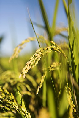 포토 JPG 주간 계절 백그라운드 농업 자연 풍경 근접촬영 사람없음 야외 아웃포커스 농작물 가을풍경 농사 벼 가을 충청남도 충청도 벼농사 벼이삭 국내포토 자연요소 산업 뷰포인트 곡류 한국 촬영기법 생태계 이삭 파일형식 가을_계절