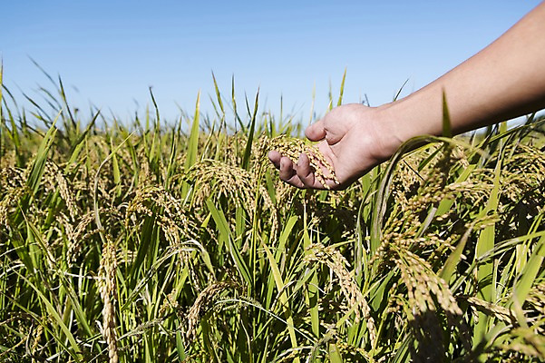 포토 JPG 주간 손 계절 백그라운드 농업 자연 한손 한명 사람 풍경 야외 신체부위 농작물 가을풍경 농사 벼 가을 잡기 충청남도 충청도 벼농사 벼이삭 국내포토 자연요소 1 산업 모션 곡류 한국 생태계 이삭 파일형식 가을_계절