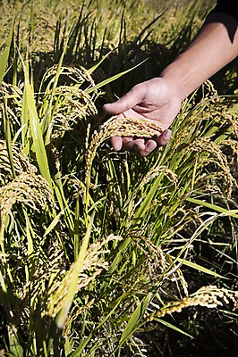 포토 JPG 주간 손 계절 백그라운드 농업 자연 한손 그림자 한명 사람 풍경 야외 신체부위 농작물 가을풍경 농사 벼 가을 잡기 충청남도 충청도 벼농사 벼이삭 국내포토 자연요소 1 산업 모션 곡류 한국 생태계 이삭 파일형식 가을_계절