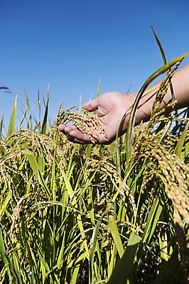 포토 JPG 주간 손 계절 백그라운드 농업 자연 한손 한명 사람 풍경 야외 신체부위 농작물 가을풍경 농사 벼 가을 잡기 충청남도 충청도 벼농사 벼이삭 국내포토 자연요소 1 산업 모션 곡류 한국 생태계 이삭 파일형식 가을_계절