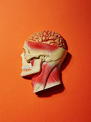 포토 JPG 스튜디오촬영 백그라운드 인체모형 실내 근접촬영 사람없음 옆모습 의료용품 오브젝트 국내포토 뷰포인트 의료기기 내부 모형 파일형식