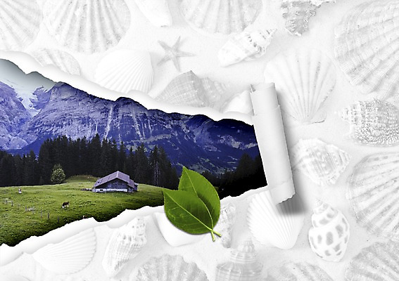 PSD 나무 식물 편집이미지 종이 여행 잎 자연 조개 나뭇잎 불가사리 산 주택 사람없음 관광지 목장 소라 찢어짐 이미지편집 모션 어패류 극피동물 건물 생태계 파일형식