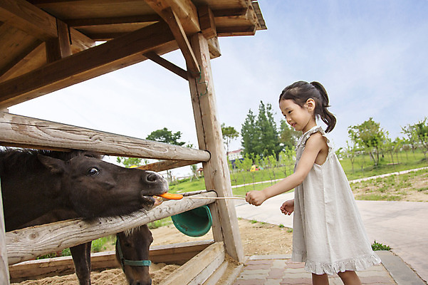 포토 JPG 주간 동물 여자 어린이 포유류 한명 서기 들기 사람 동양인 소녀 상반신 야외 옆모습 목장 유치원생 당근 한국인 말_동물 체험학습 체험 먹이 즐거움 여자만 여자한명만 어린이만 소녀만 소녀한명만 국내포토 자연요소 1 감정 뷰포인트 컨셉 모션 뿌리채소 인종 파일형식