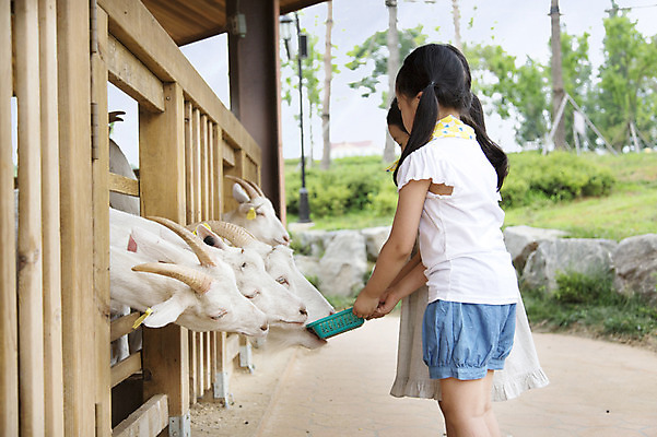 포토 JPG 주간 동물 여자 어린이 여러마리 포유류 염소 서기 들기 사람 동양인 소녀 상반신 야외 두명 옆모습 목장 유치원생 한국인 체험학습 체험 먹이 즐거움 목장체험 여자만 어린이만 소녀만 국내포토 자연요소 감정 뷰포인트 다수 컨셉 모션 인종 파일형식