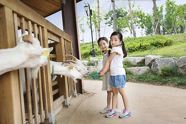 포토 JPG 주간 전신 동물 여자 어린이 포유류 염소 서기 들기 사람 동양인 소녀 야외 두명 옆모습 목장 유치원생 한국인 체험학습 체험 먹이 즐거움 목장체험 여자만 어린이만 소녀만 국내포토 자연요소 감정 뷰포인트 컨셉 모션 인종 파일형식