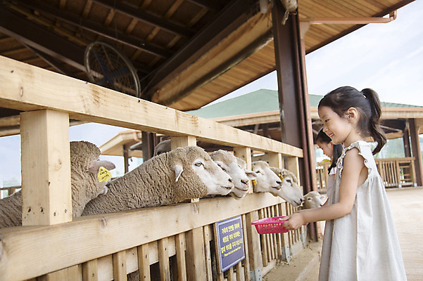포토 JPG 주간 동물 여자 어린이 여러마리 포유류 서기 들기 사람 동양인 소녀 상반신 야외 두명 옆모습 목장 유치원생 한국인 양 체험학습 체험 먹이 즐거움 목장체험 여자만 어린이만 소녀만 국내포토 자연요소 감정 뷰포인트 다수 컨셉 모션 인종 파일형식