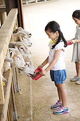 포토 JPG 주간 전신 동물 여자 어린이 여러마리 포유류 서기 들기 사람 동양인 소녀 야외 두명 옆모습 목장 유치원생 한국인 양 체험학습 체험 먹이 즐거움 목장체험 여자만 어린이만 소녀만 국내포토 자연요소 감정 뷰포인트 다수 컨셉 모션 인종 파일형식