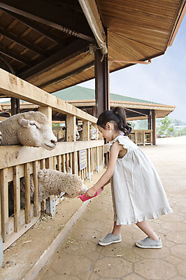 포토 JPG 주간 전신 동물 여자 어린이 포유류 한명 서기 들기 사람 동양인 소녀 야외 옆모습 목장 유치원생 한국인 양 체험학습 체험 먹이 즐거움 목장체험 여자만 여자한명만 어린이만 소녀만 소녀한명만 국내포토 자연요소 1 감정 뷰포인트 컨셉 모션 인종 파일형식