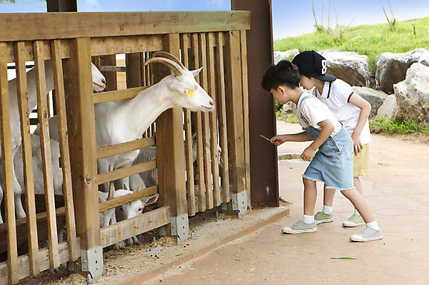 포토 JPG 주간 전신 동물 남자 어린이 포유류 염소 서기 들기 사람 동양인 소년 야외 두명 옆모습 목장 유치원생 한국인 체험학습 체험 먹이 즐거움 목장체험 남자만 어린이만 소년만 국내포토 자연요소 감정 뷰포인트 컨셉 모션 인종 파일형식