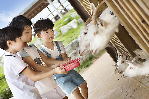 포토 JPG 주간 동물 남자 어린이 포유류 염소 서기 들기 사람 동양인 소년 야외 세명 목장 유치원생 한국인 체험학습 체험 먹이 즐거움 목장체험 남자만 어린이만 소년만 국내포토 자연요소 감정 컨셉 모션 인종 파일형식