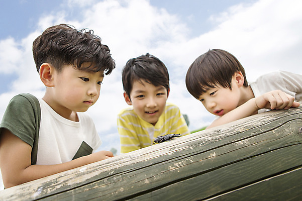 포토 JPG 주간 남자 어린이 곤충 사람 동양인 소년 상반신 야외 세명 친구 유치원생 한국인 관찰 체험학습 즐거움 상쾌 장수풍뎅이 남자만 어린이만 소년만 국내포토 자연요소 동물 감정 관계 모션 인종 체험 파일형식