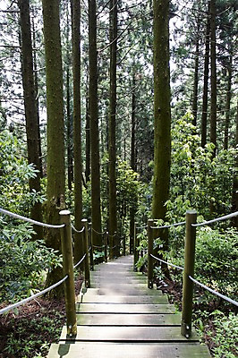 포토 JPG 주간 나무 자연 한국 풍경 사람없음 야외 제주도 계단 물영아리오름 푸른숲 국내포토 자연요소 식물 아시아 숲 생태계 오름 파일형식