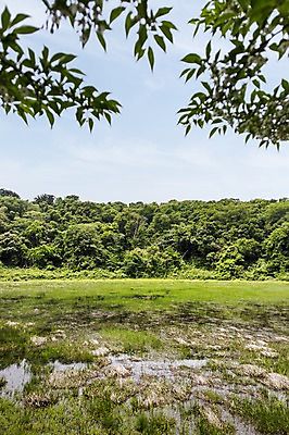 포토 JPG 주간 자연 한국 풍경 사람없음 야외 제주도 습지 물영아리오름 국내포토 자연요소 아시아 생태계 오름 파일형식