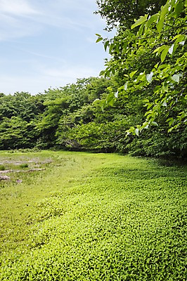 포토 JPG 주간 자연 한국 풍경 사람없음 야외 제주도 습지 물영아리오름 국내포토 자연요소 아시아 생태계 오름 파일형식